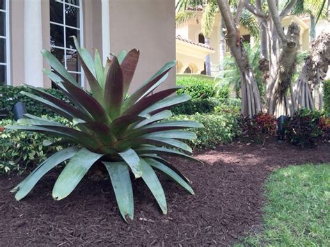 Bromeliads For Miami Landscape Designs