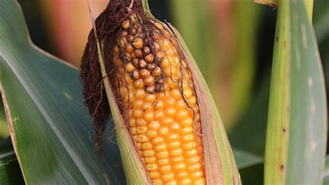 Aflatoxin