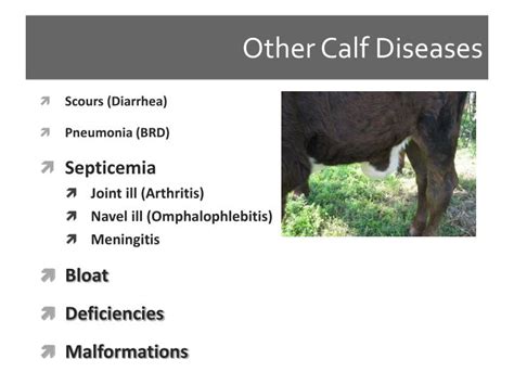 Ppt Health And Disease In Calves And Heifers Powerpoint Presentation