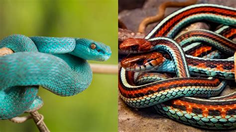 Top 10 Most Beautiful Snakes In The World Youtube