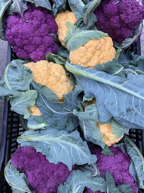 Cauliflower In Bloom At Gilbert Kasper Blog