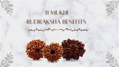 11 Mukhi Rudraksha Benefits Significance Power Uses