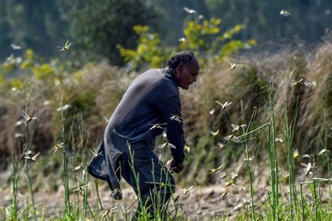 Plaga De Langostas Azota A La India Y Pakist N Brote De Langostas