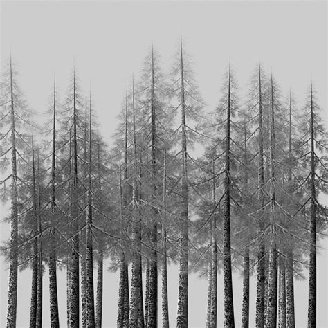 Forest Pencil Sketch At Explore Collection Of