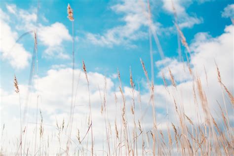 Fotos Gratis Naturaleza C Sped Rama Nube Planta Cielo Heno