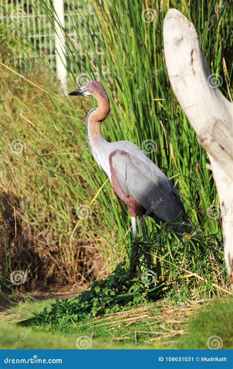 Bird Goliath Heron Stood On The Green Field Stock Image Image Of