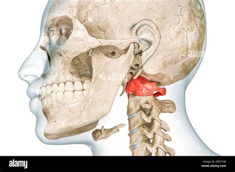 Atlas première vertèbre cervicale de couleur rouge avec corps 3D