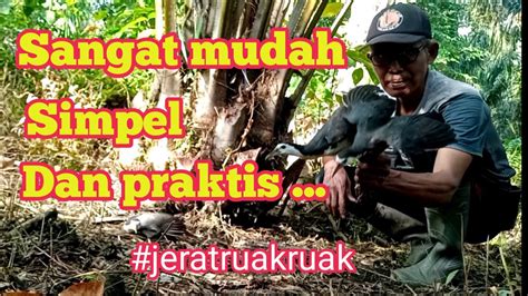 Jerat Ruak Ruak Pakai Racik Gantung Sangat Mudah Simpel Dan Gak Ribet