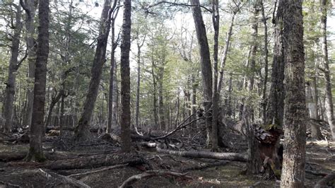 Proyecto Interinstitucional para la conservación de los bosques nativos