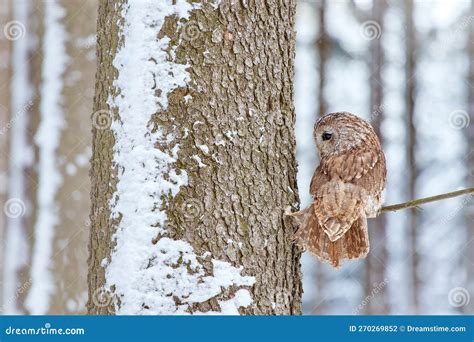 Tawny Owl Strix Aluco Royalty Free Stock Photography CartoonDealer