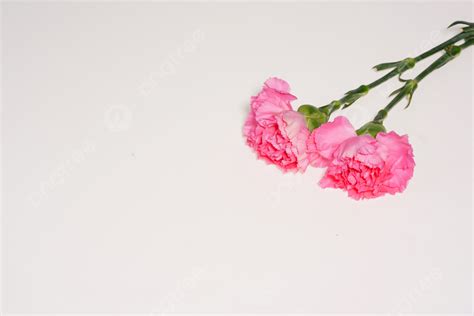 Mothers Day Carnation Flowers Background Mother S Day Carnation