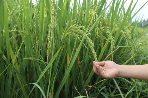 Cultivo De Arroz Huerto En Casa