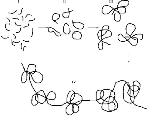 Stages Of Protein Evolution Schematically I The Earliest Stage Of