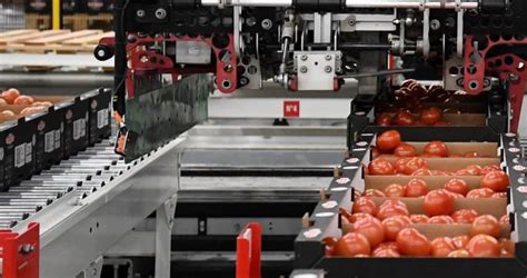 Setting Up A Profitable Tomato Processing Plant In Nigeria A Guide