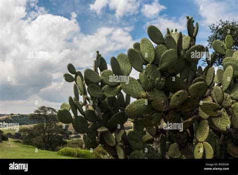 Nopal Cactus Hi Res Stock Photography And Images Alamy