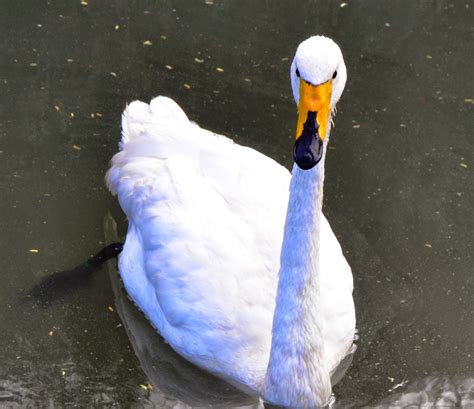 Imagens Da Vida Animal Cisne Bravo Cygnus Cygnus