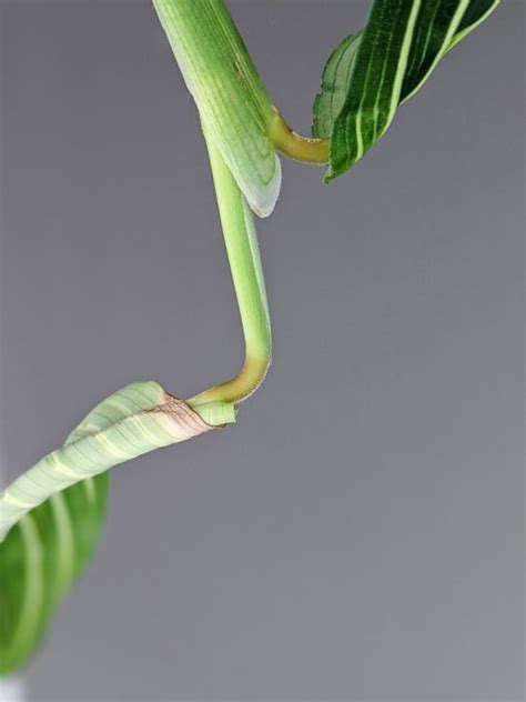 Prayer Plant Propagation And Rooting Maranta Leuconeura From Cuttings