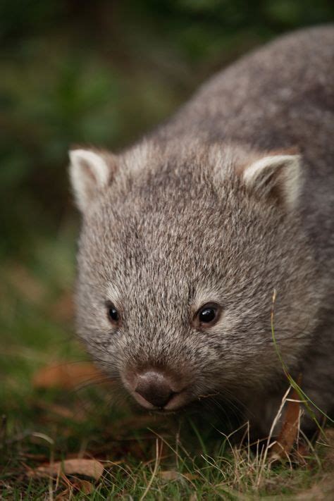 38 Best Australias Cute Animals Wombats Images Wombat Cute Animals