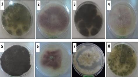 Macroscopic Observation Of The Phytopathogenic Fungi 1 Mucor