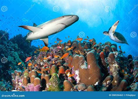 Colorful Coral Reef with Shark Sea Turtle and Many Fishes. Stock Photo - Image of swim, nature ...