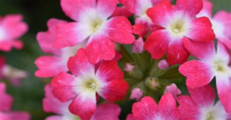 Flower Of The Day By Frances Flower Of The Day Pink Verbena Lascar