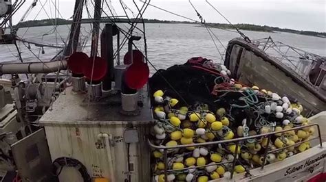 Herring Fishing After The Catch Youtube