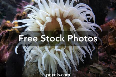 Urticina Piscivora Photos, Download The BEST Free Urticina Piscivora ...