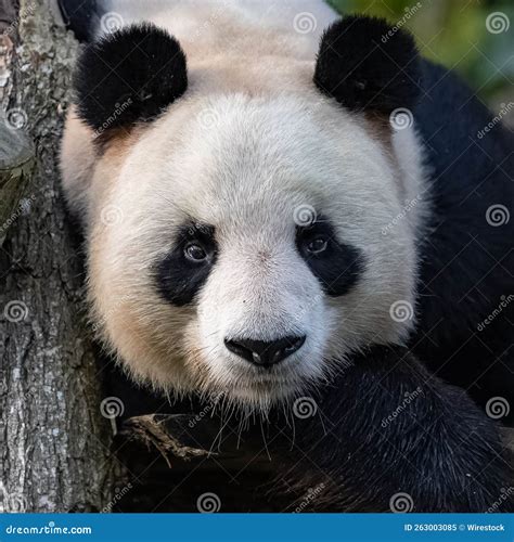 A Giant Panda Portrait Stock Image Image Of Ailuropoda 263003085