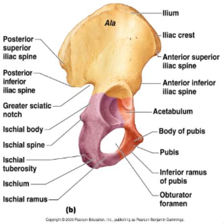 Pelvis And Perineum Flashcards Quizlet