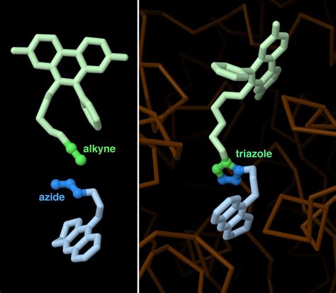 Pdb 101 Molecule Of The Month Click Chemistry