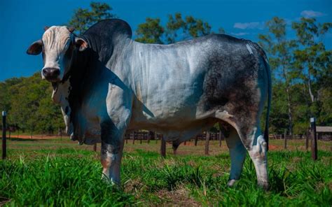 Texto Rural Nelore Aymor Oferta Reprodutores Avaliados Em Leil O