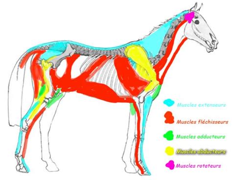 Le Cheval Plus Quune Passion Les Anatomies Les Muscles Et Le