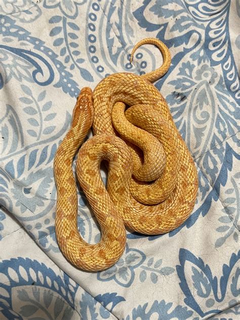 Breeding Pair Albino Steppe Dione Rat Snakes Other Rat Snake By