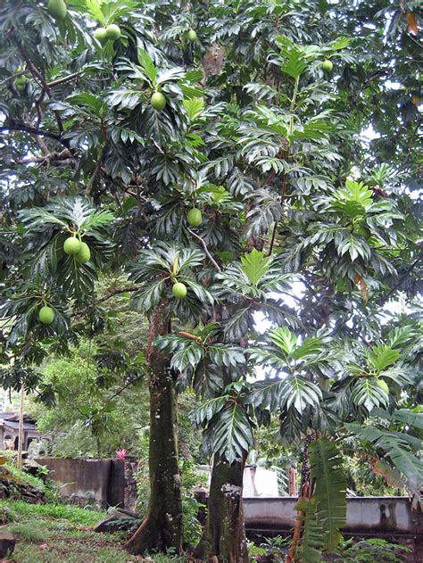 Breadfruit Tree