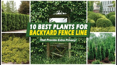 10 Creative Backyard Fence Line Ideas That Will Transform Your Outdoor ...