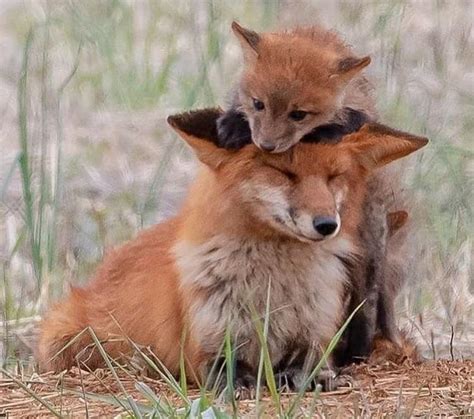 Here Are Some Cute Foxes Rfoxes