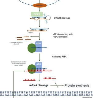 The Mechanism Of RNA Interference Adapted From 7 73 Long DsRNAs