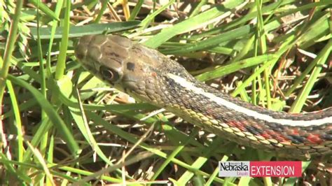 How To Eliminate A Garter Snake Nest From Your Property? - ZooNerdy