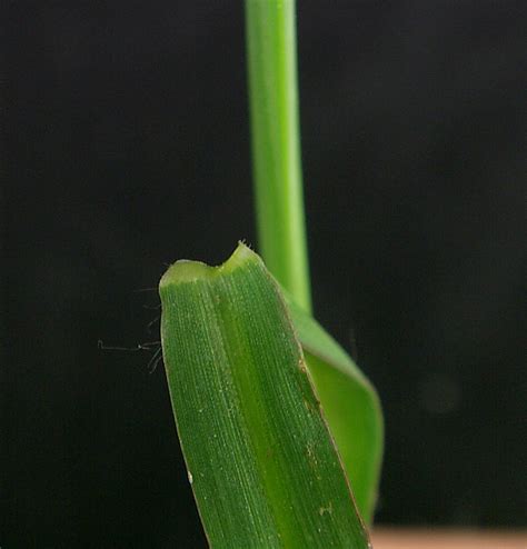 Barnyard Grass Weed Identification Guide For Ontario Crops Ontario Ca