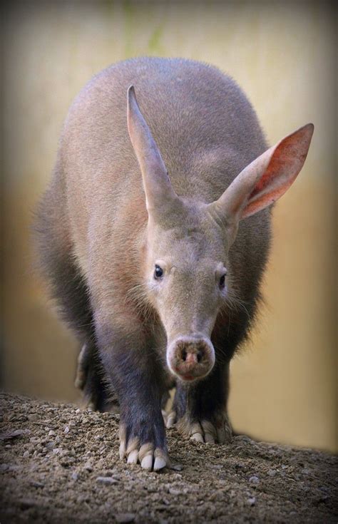 The Aardvark Is A Burrowing Nocturnal Mammal Native To Africa Its