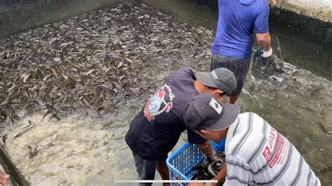 Proses Panen Ikan Lele Di Kolam Beton Panen Ikan Lele Konsumsi