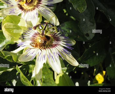 Blue Passion Fruit Flower Passiflora Caerulea Being Visited By A Bee