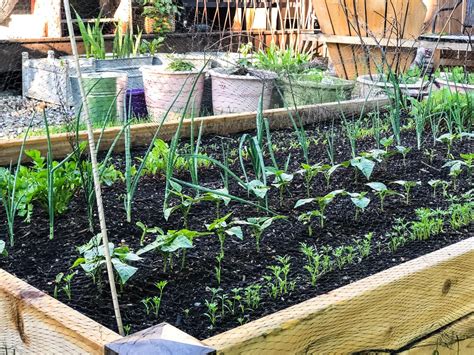 My Urban Vegetable Garden A Pretty Life In The Suburbs