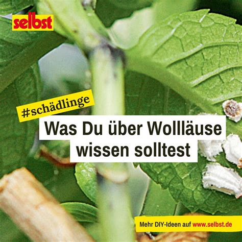 Wolll Use An Der Hortensie Schnell Und Effektiv Bek Mpfen Wolll Use