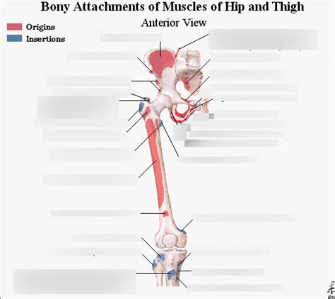 Anterior Pelvis And Femur Attachments Diagram Quizlet