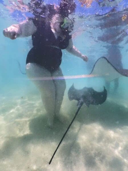 How To Safely Swim With Stingrays In Antigua