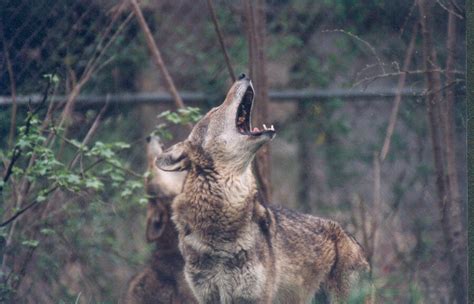 How We Protect Red Wolves Reflection Riding Chattanooga Nature