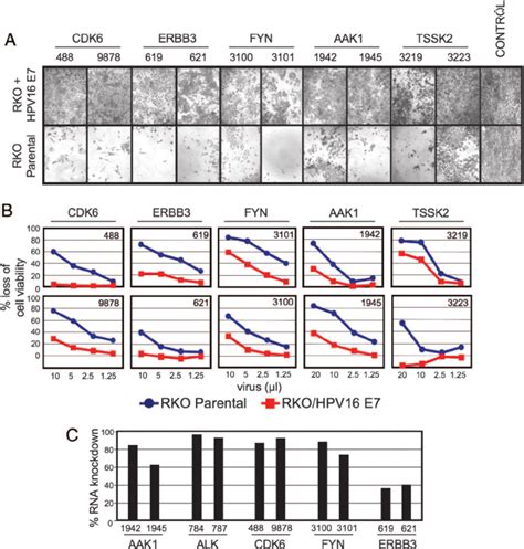 Hpv E Expression Abrogates The Requirement Of Cdk Erbb Fyn