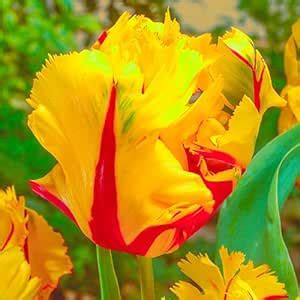 Amazon Texas Flame Parrot Tulip Bulbs For Planting Easy To Grow