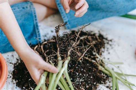 How To Get Rid Of Root Knot Nematodes Organically The Tender Gardener